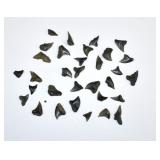 Large Grouping Assorted Fossilized Shark Teeth