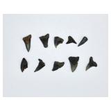 10 Assorted Fossilized Shark Teeth
