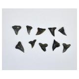 10 Assorted Fossilized Shark Teeth