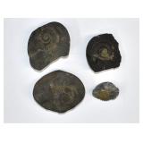 4 Ammonite Fossil Nodules