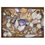 Impressive Variety Small to Medium Marine Shells
