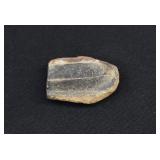 Carboniferous Period Plant Fossil