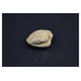 Fossilized Bivalve Clam