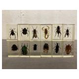 Vintage Insects In Epoxy Resin Blocks