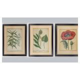 18TH CENTURY BOTANICAL PRINTS