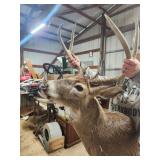 Nice Deer Head Mount