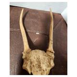 Spike Deer Antlers