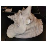Large Conch Shell Nice