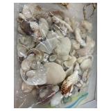 Bag of Seashells and Stones
