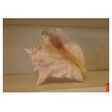 Conch Chells  2x