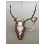 Deer skull/antlers mounted on wooden base 18ï¿½T