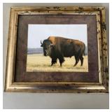 Framed Buffalo