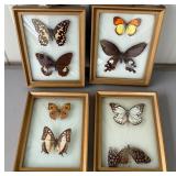 Bubble Glass Framed Butterflies