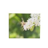 Bee Canvas Picture
