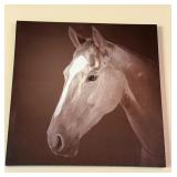 Horse Canvas Print