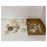 Seashell Collection - Assorted Sizes and Varieties