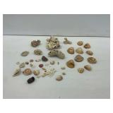 Seashell and Coral Assortment