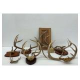 Deer Antler Taxidermy Group