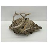 Wasp Nest with Antlers...see photos