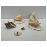 Six Seashells Including Queen Conch Shells
