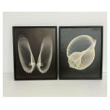 Two Framed Shell Photographic Prints