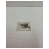 Topps Animals Of The World Card - Vampire Bat - Vintage Card