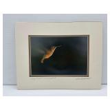 Bob Paetschow Ruby-Throated Hummingbird Photograph