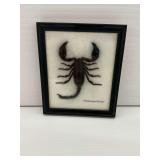 Framed Palamnaeus Fulvipes Scorpion Specimen
