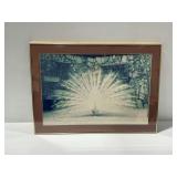 Framed Photograph of White Peacock