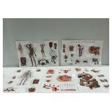 (5) Anatomical Posters