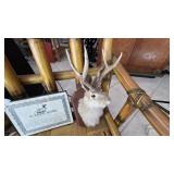 Mounted Jackalope With License Display