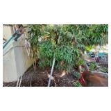 Large Staghorn Palm on Aluminum Tripod