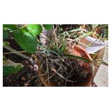 Terracotta Planter with Pineapple Plant
