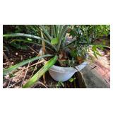 Planter With Pineapple Plant