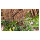 Hanging Fox Brush Orchid in Wooden Basket