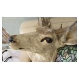 8 Point Buck Taxidermy Mount