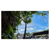 Gumbo Limbo Tree in Terracotta Pot