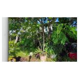 Potted Plants with Planters