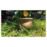 Terracotta Pot with Small Palm Tree