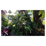 Huge Staghorn Fern on Hanging Tree