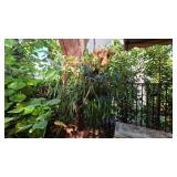 Massive Staghorn Fern on Chain Hanger