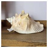 Large Conch Shell Decorative Piece