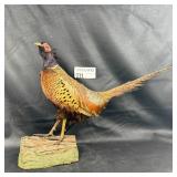 Taxidermy Pheasant on Mounted Base