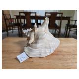 Natural Queen Conch Shell Specimen