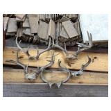Lot of 5 Whitetail Deer Antler Skull Caps