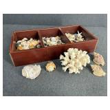 Seashells, Coral, Starfish & Rocks