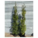 2 - Sky High Arborvitae