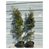 2 - Sky High Arborvitae