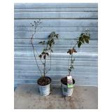 2 - Navaho Thornless Blackberry Bushes