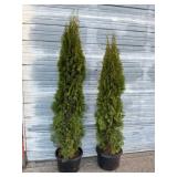 2 - 6' Emerald Green Arborvitae
